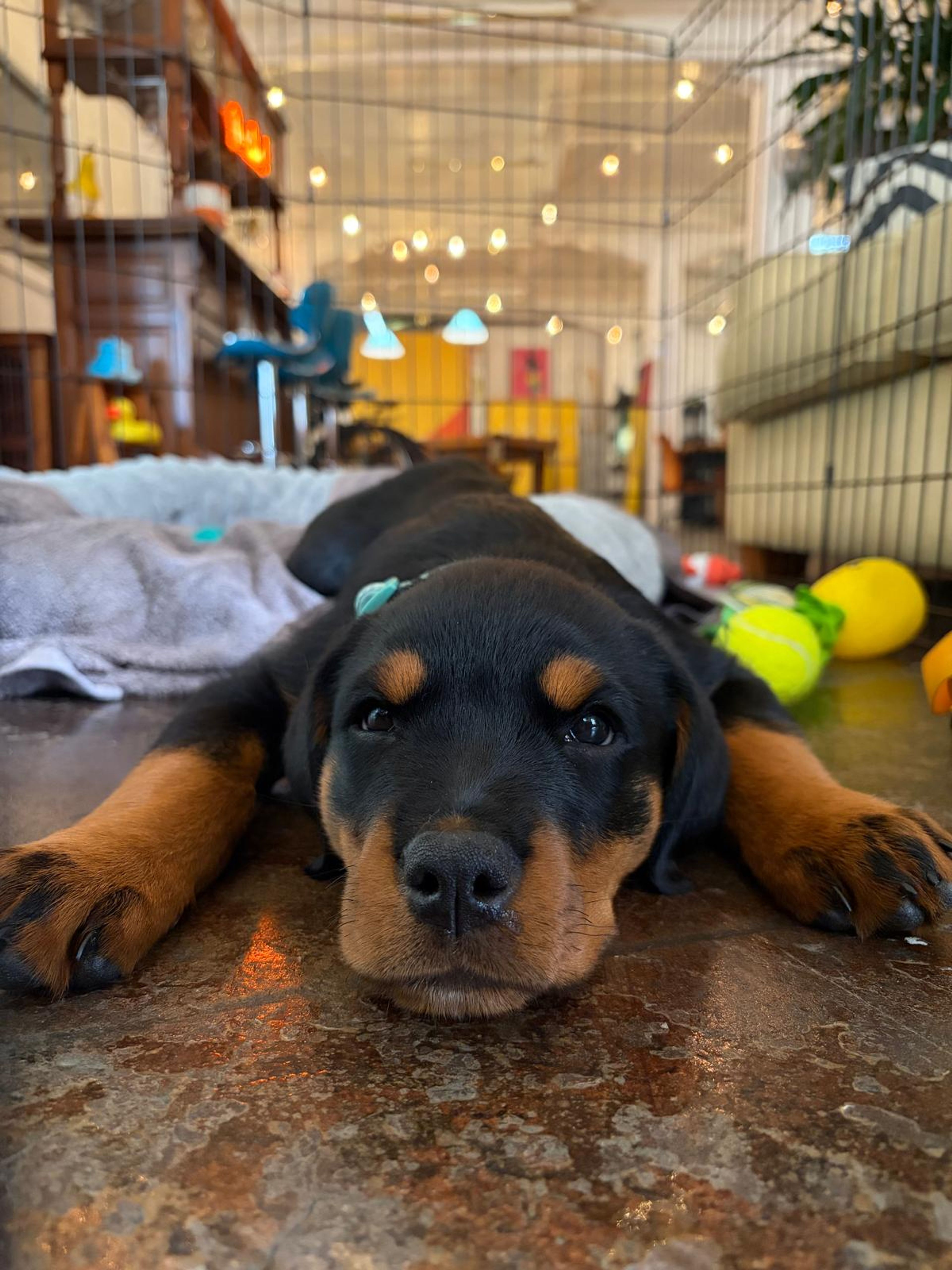 A dog resting on the concrete floor of a warehouse