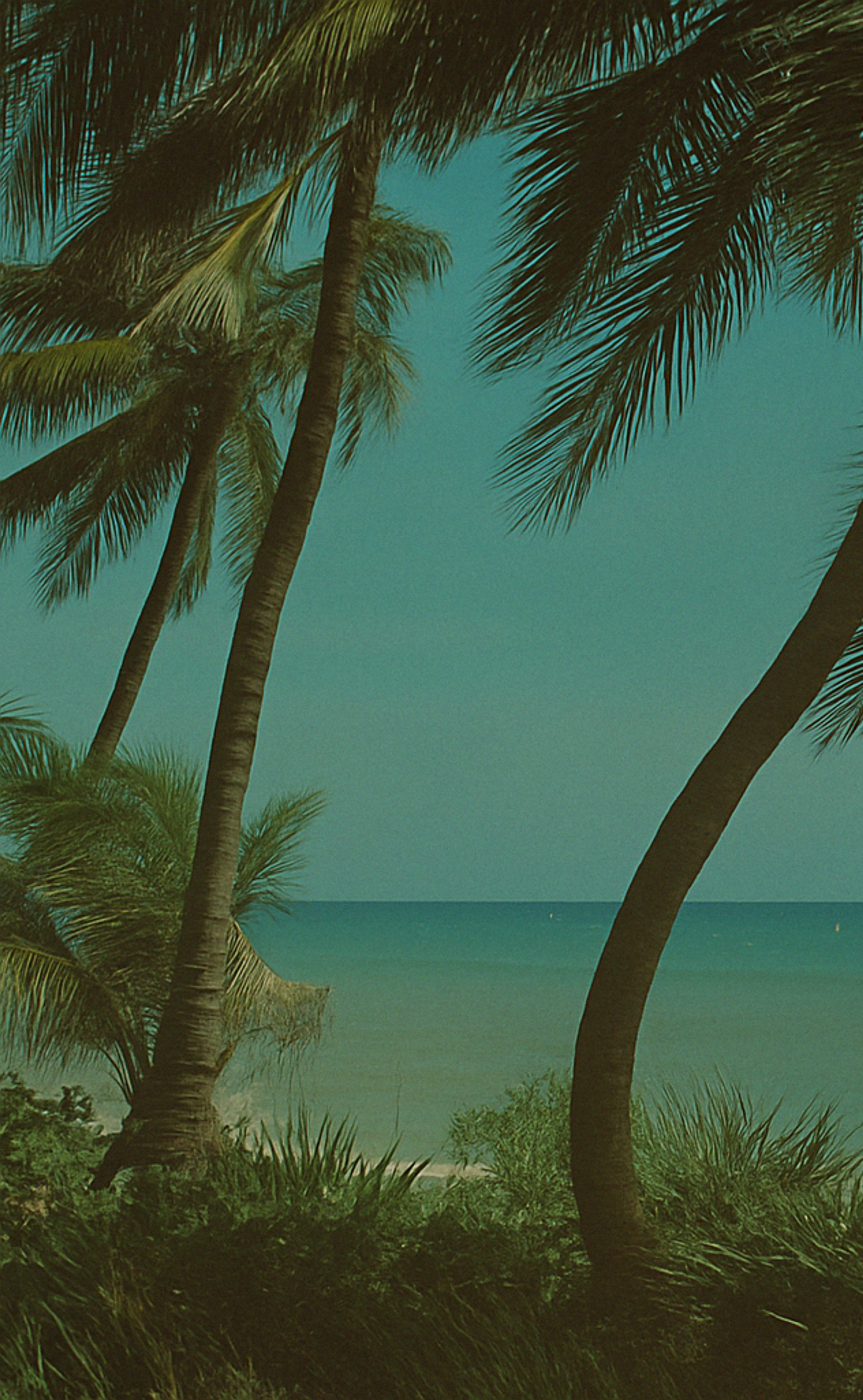 An illustration of a tropical island