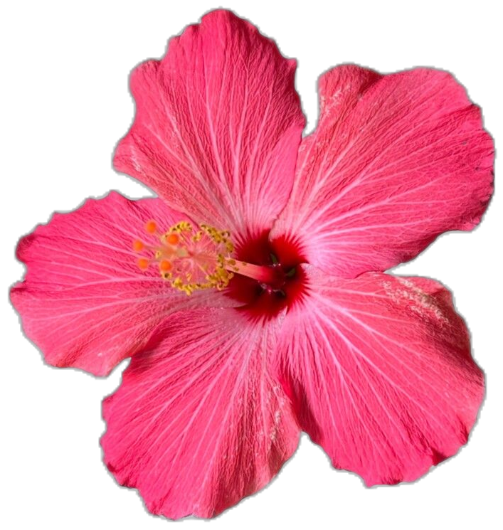 A tropical flower