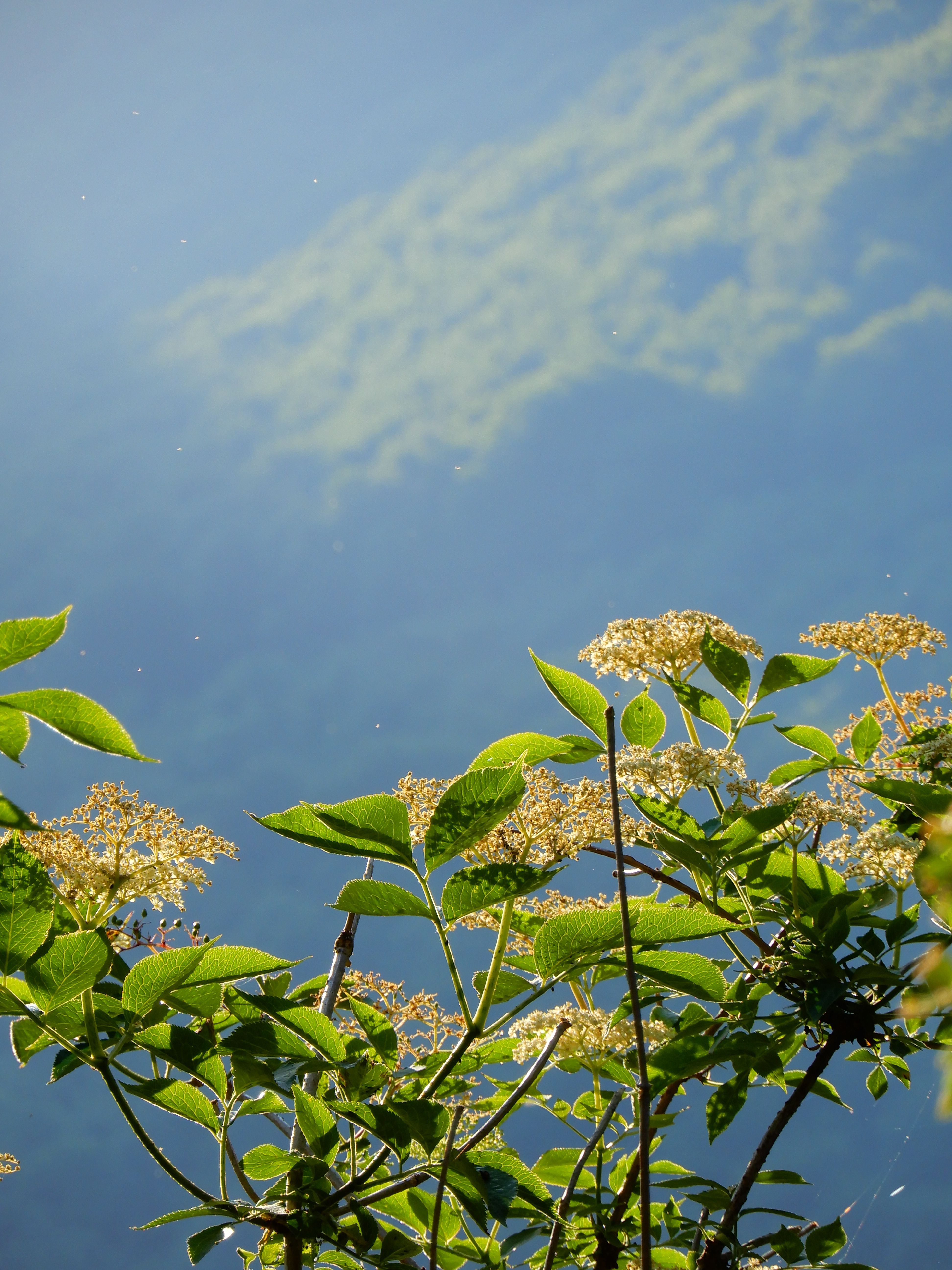 Elderflower Syrup 