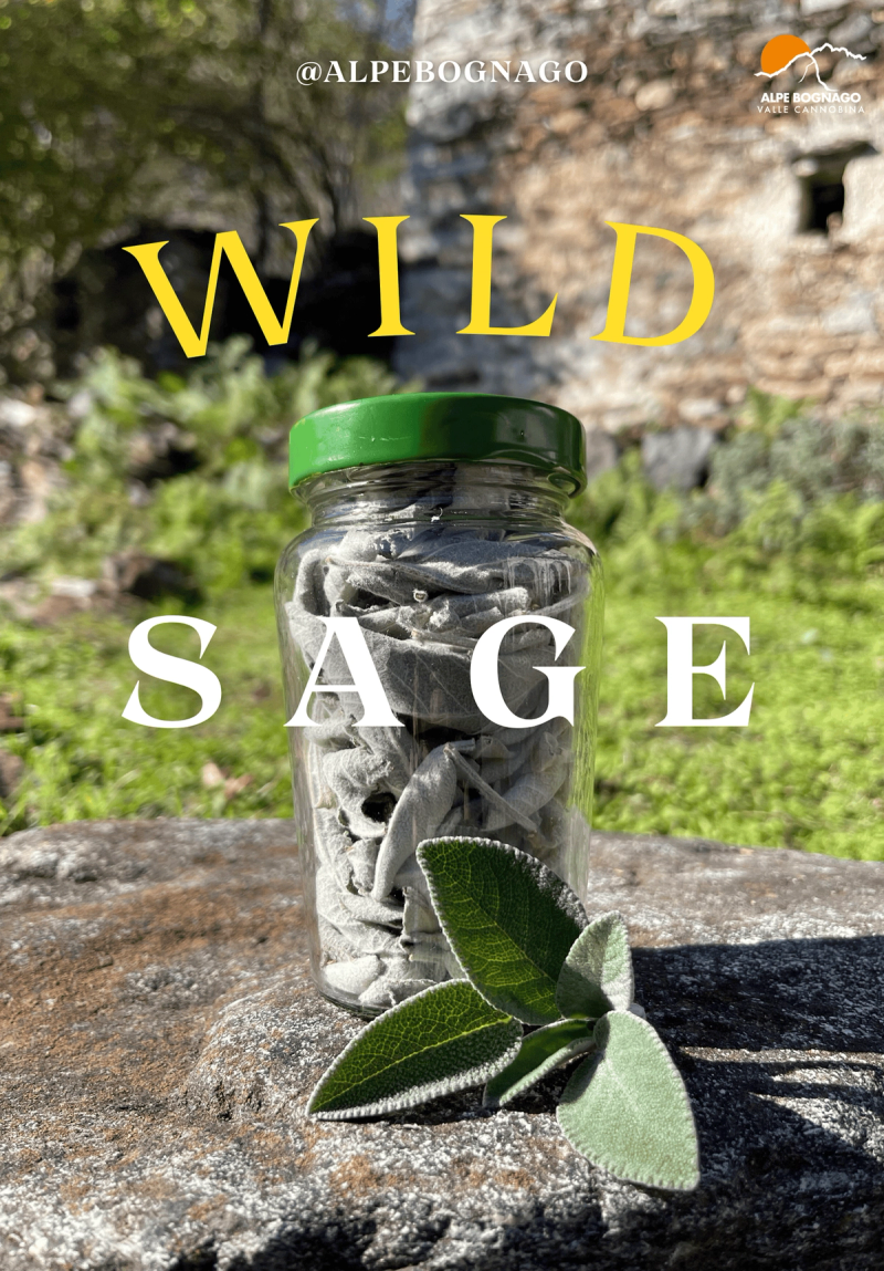 Wild Sage