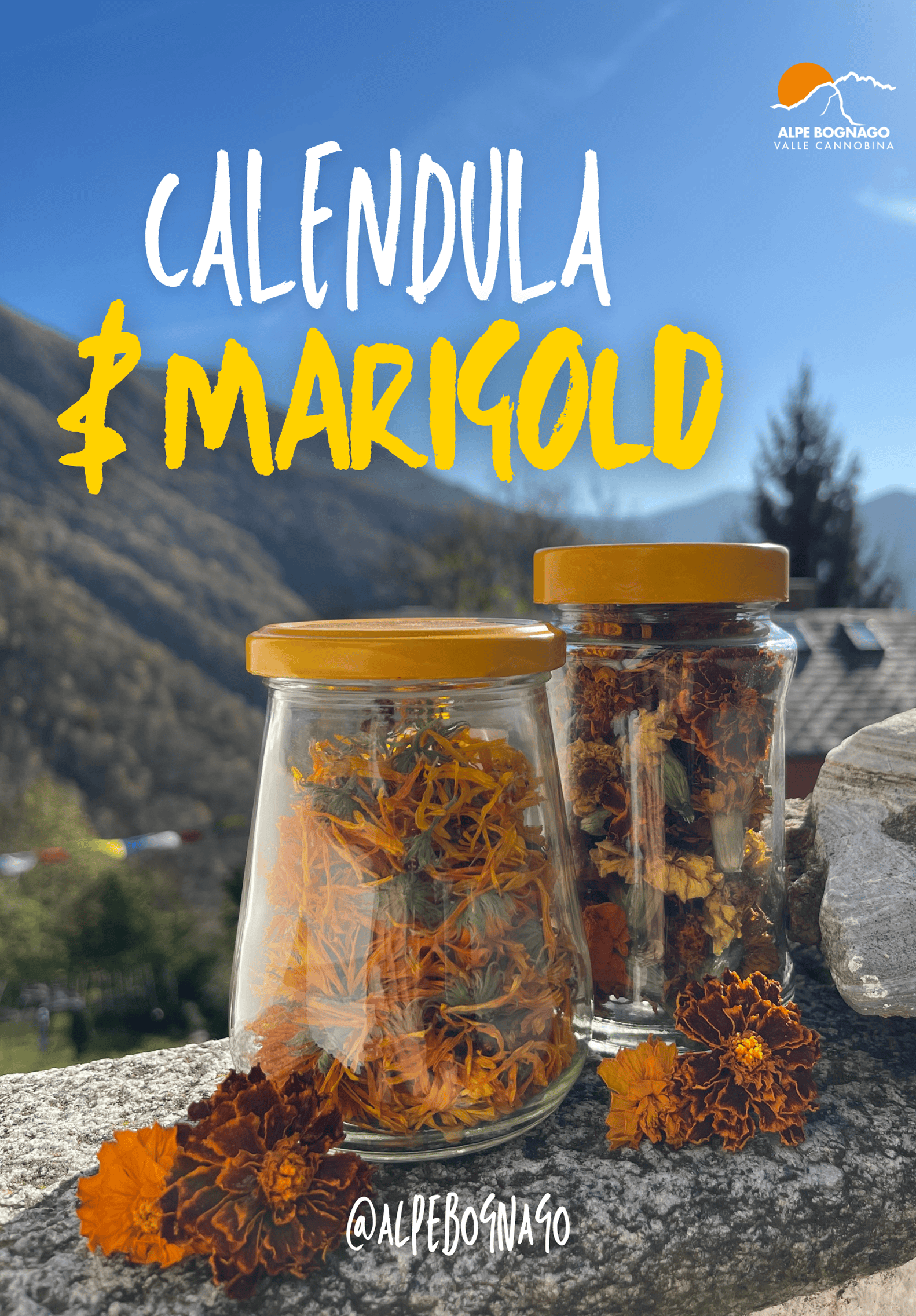 Calendula & Marigold