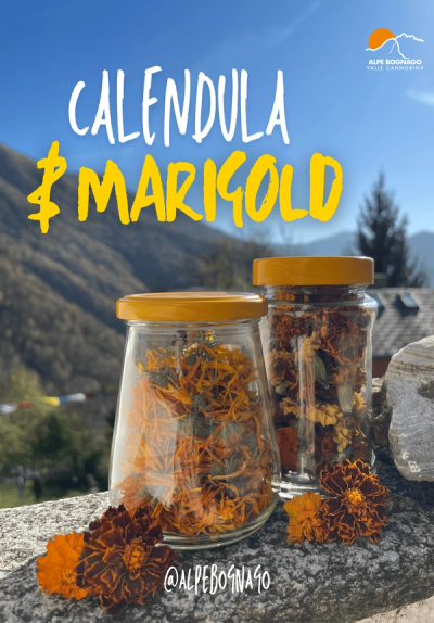 Calendula & Marigold