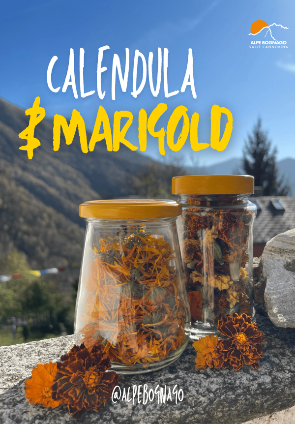 Calendula & Marigold