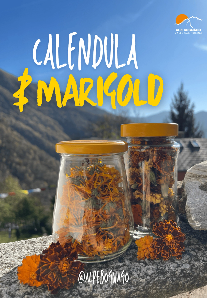 Calendula & Marigold
