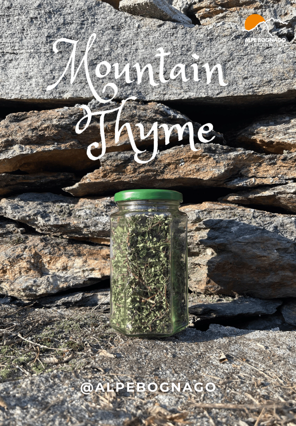 Mountain Thyme