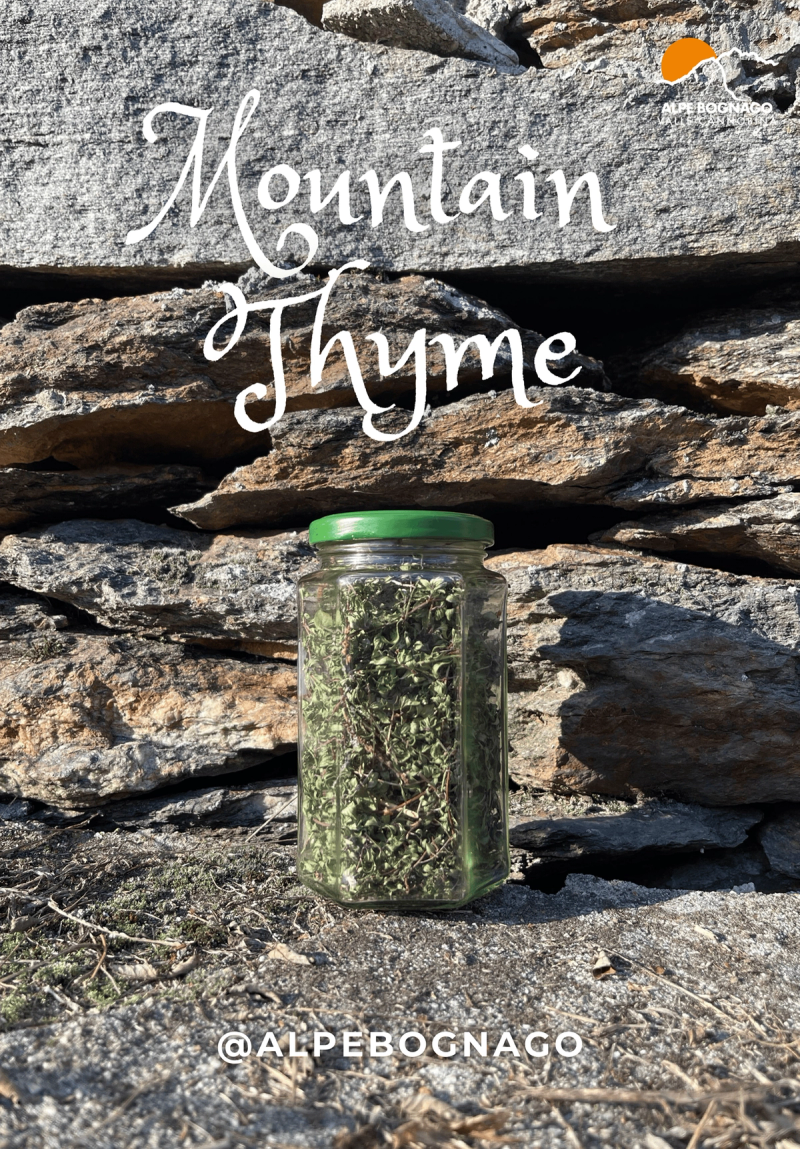Mountain Thyme