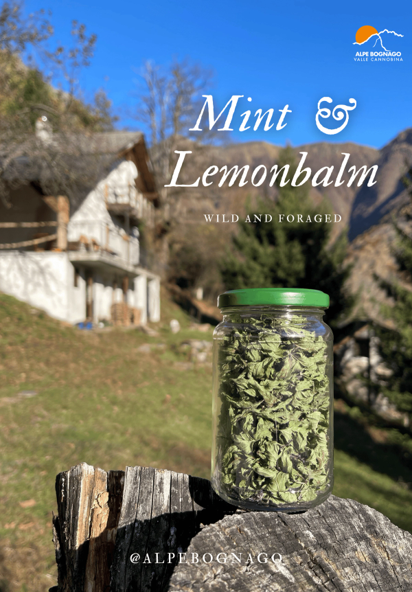 Mint and Lemonbalm