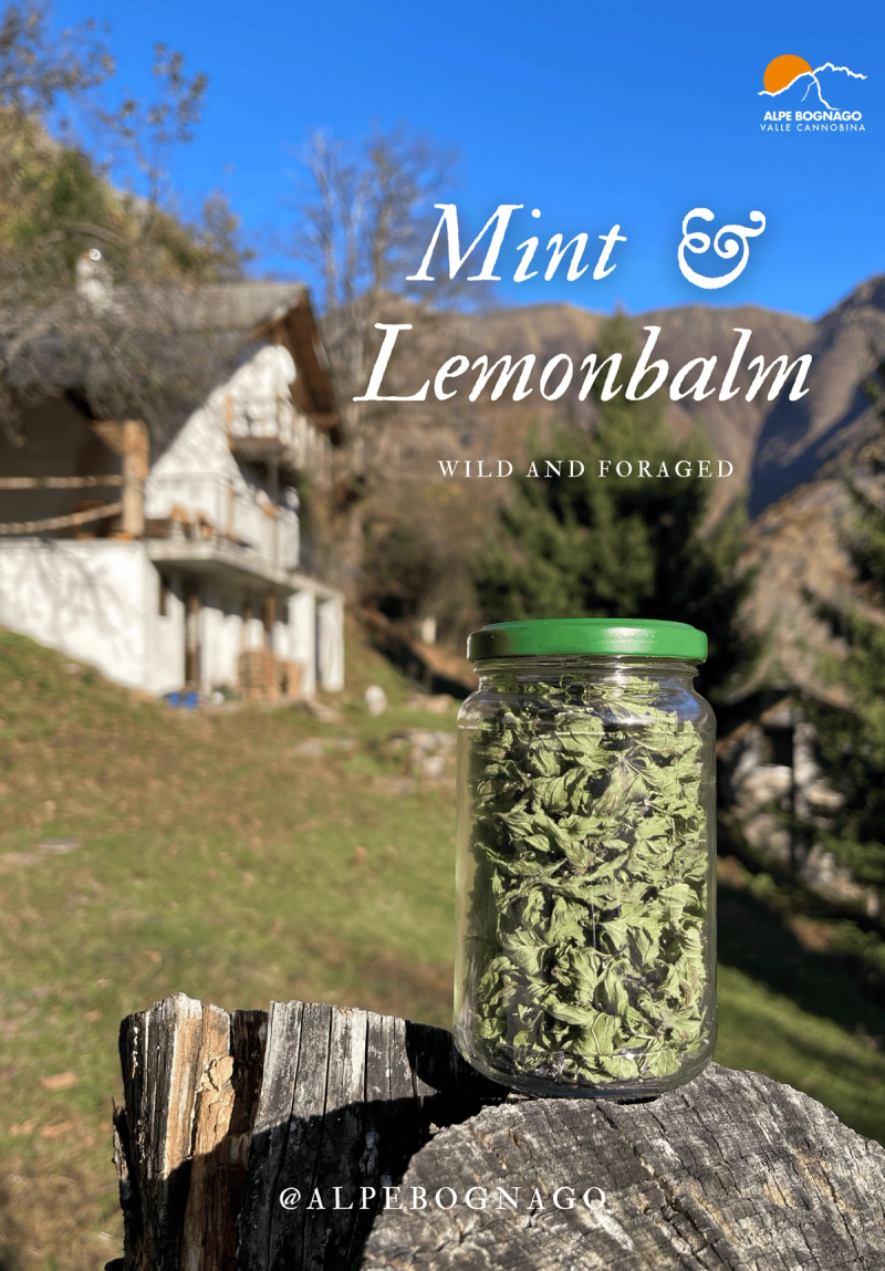 Mint and Lemonbalm