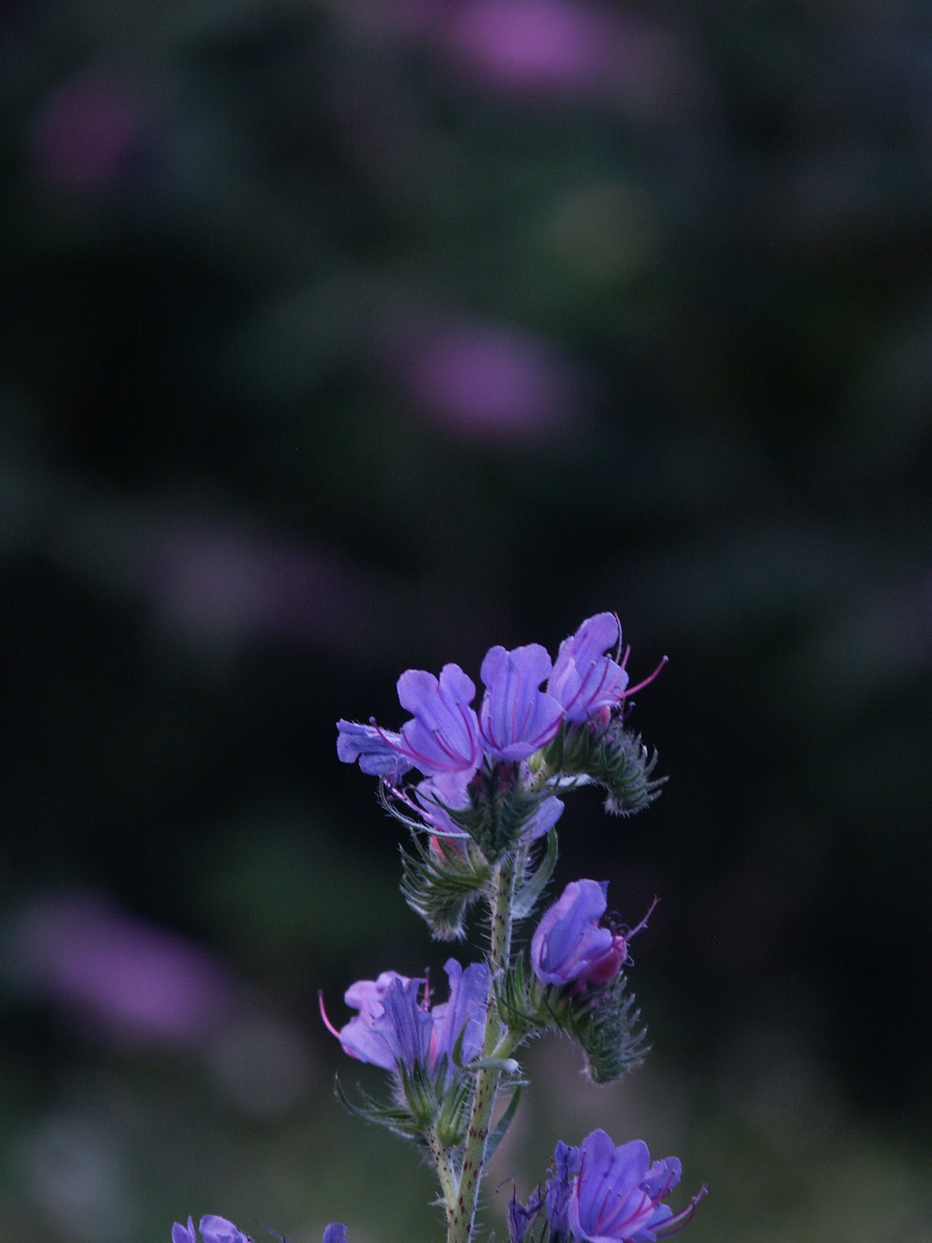The Main Guest House — The Blueweed Room