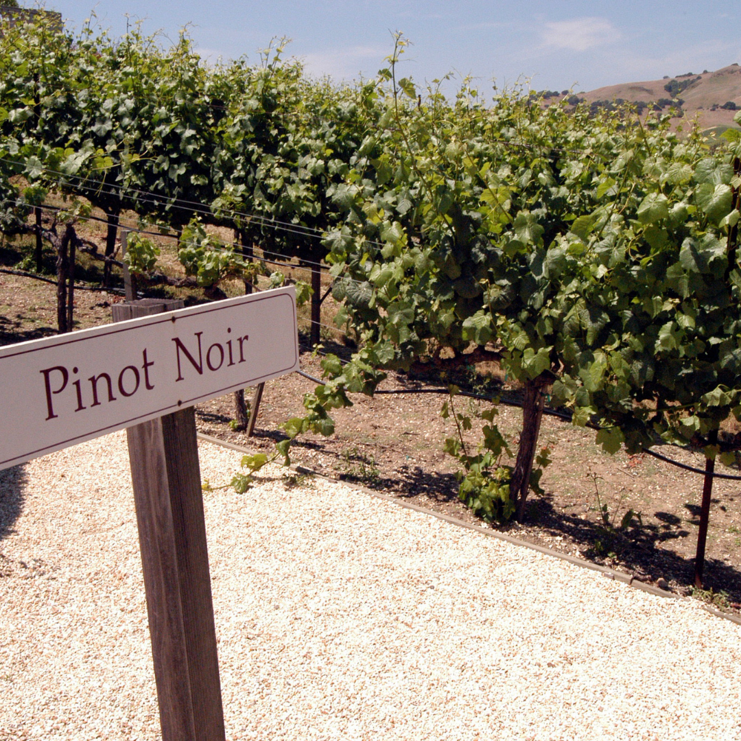Pinot Noir