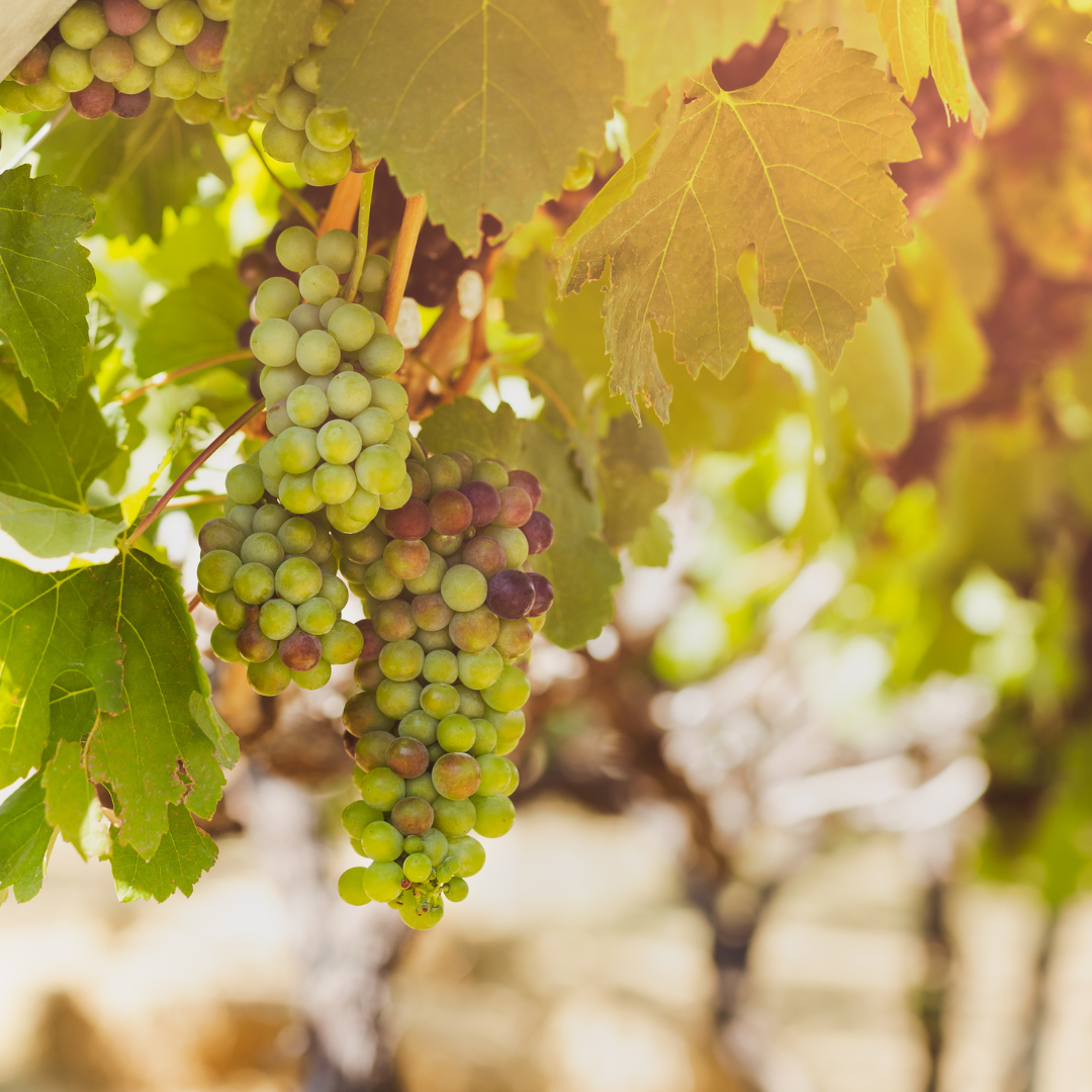 International Sauvignon Blanc Benchmarks