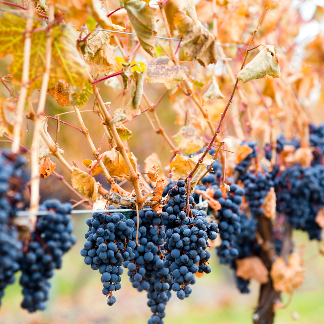 Shiraz