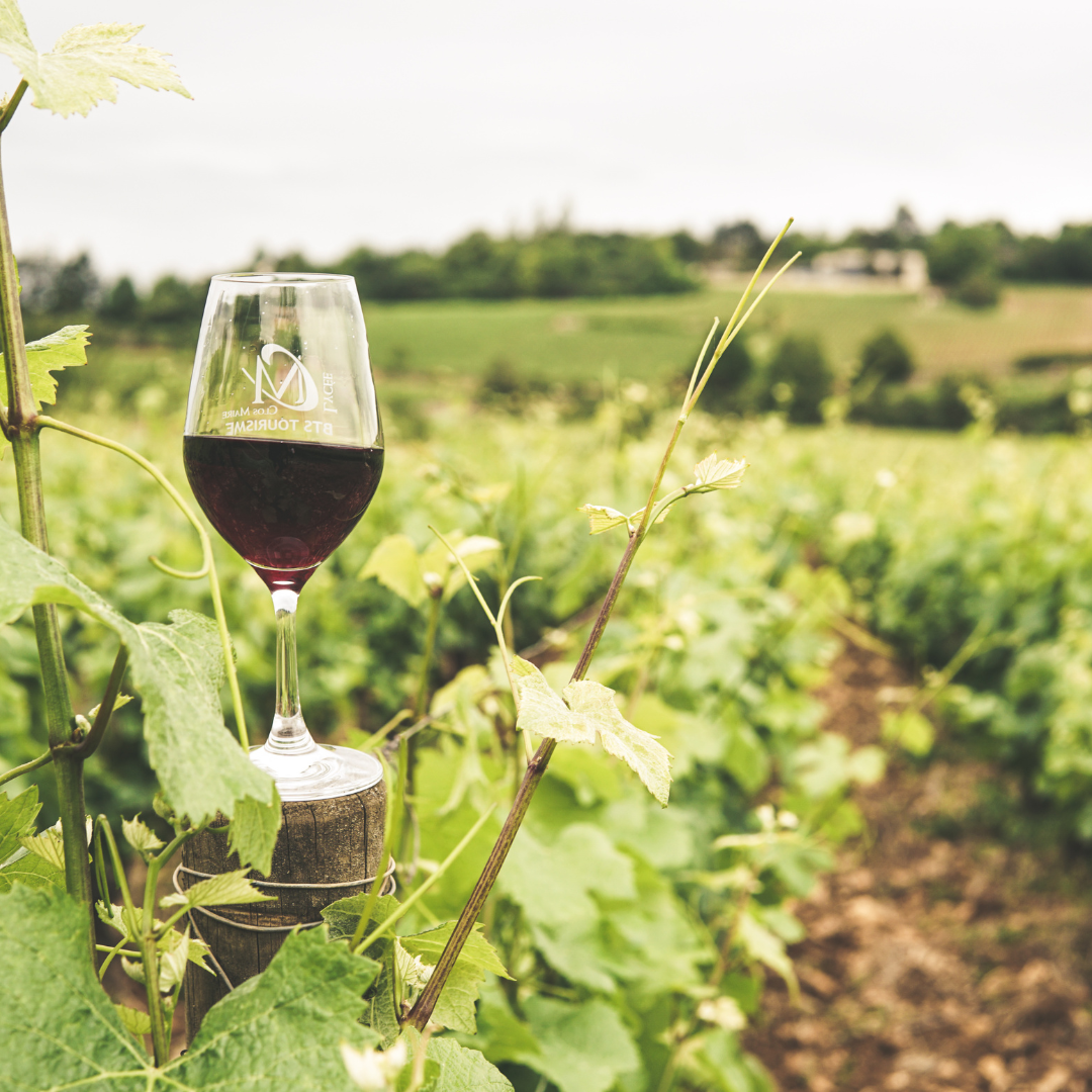 Australian Wine Regions and Their Signature Styles