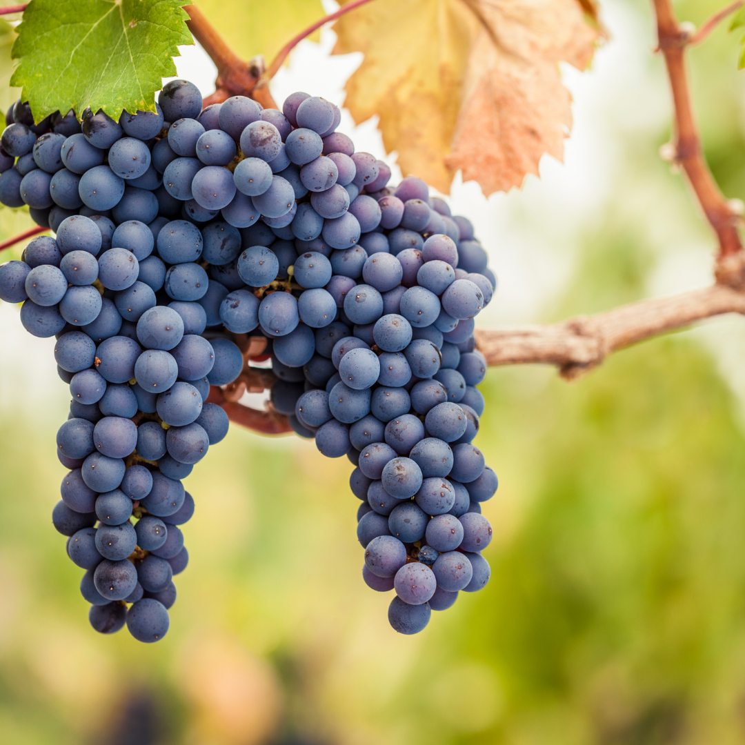 Australian Pinot Noir