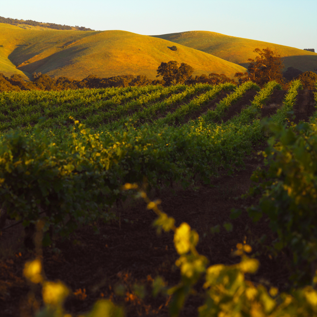 Wine Region