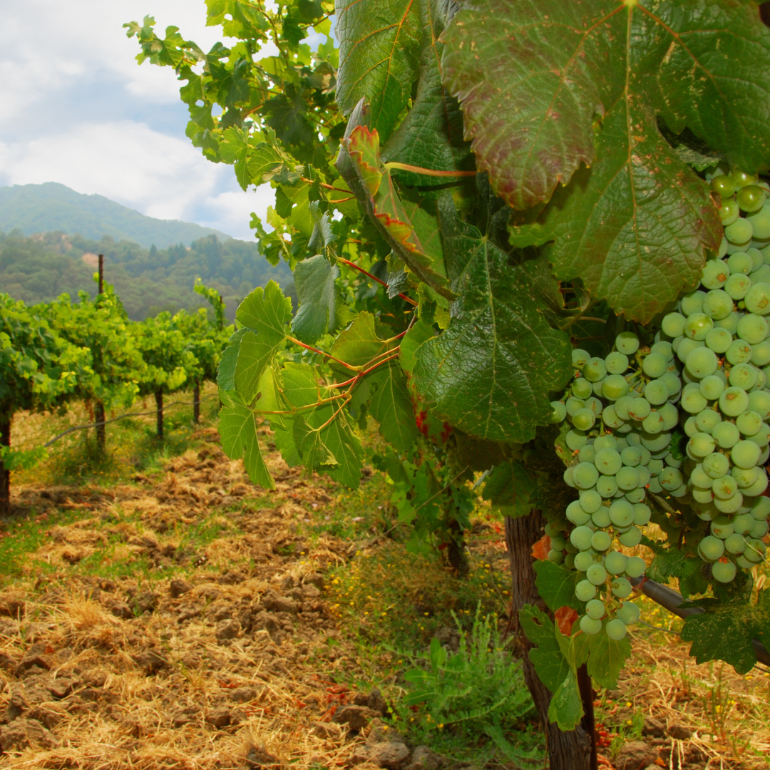 Australia's Premier Sauvignon Blanc Regions