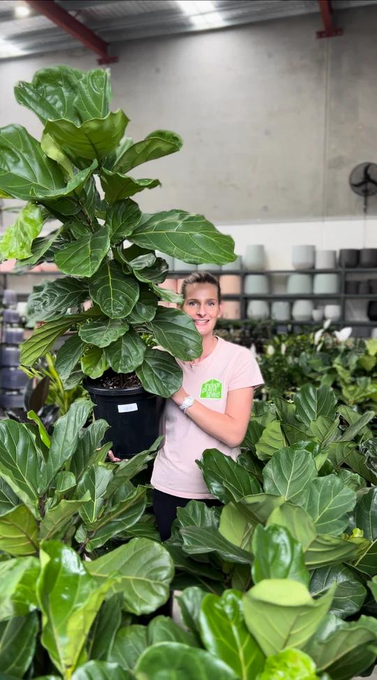 Indoor Plant