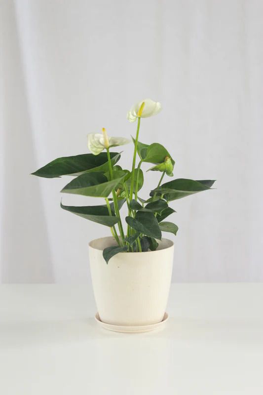 Indoor Flowering Plant