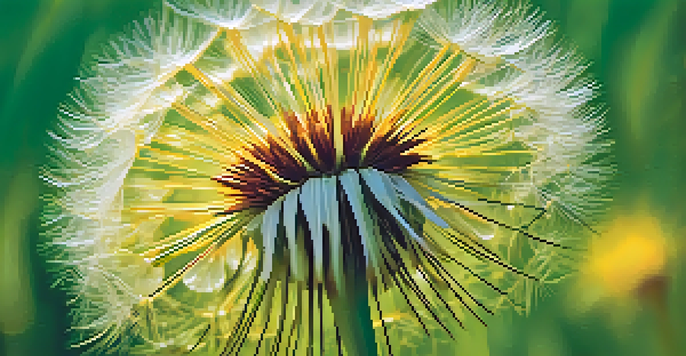 A close-up of a bright yellow dandelion flower with a soft green background, highlighting its delicate petals and seeds.