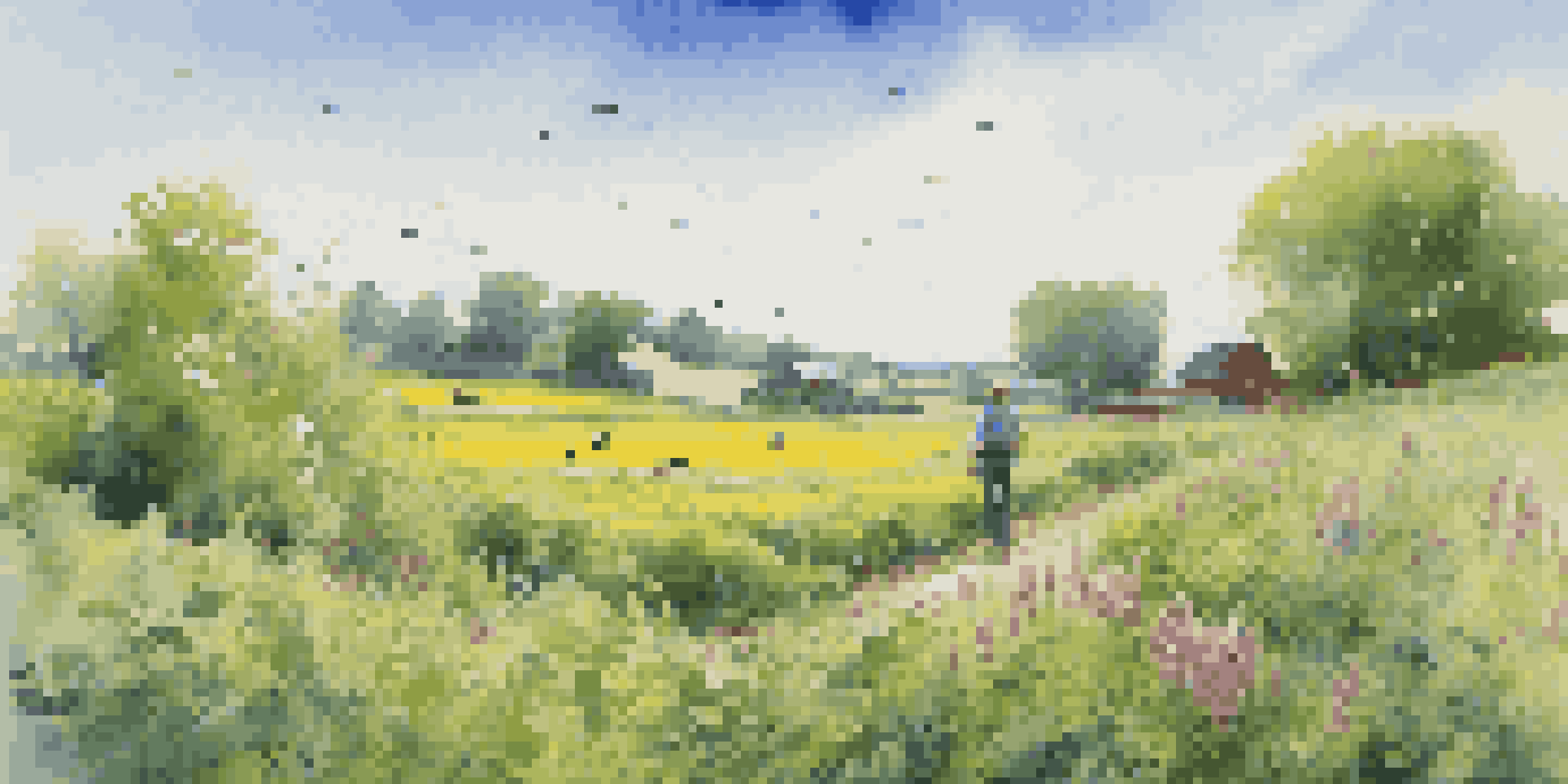A lush agricultural field with green cover crops, butterflies, and bees, showcasing the connection between farming and wildlife.