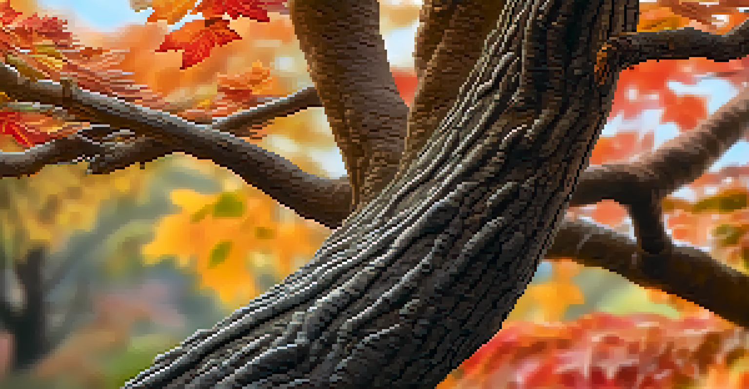 A close-up view of a bonsai tree trunk highlighting its textured bark and vibrant leaves against a blurred autumn landscape.