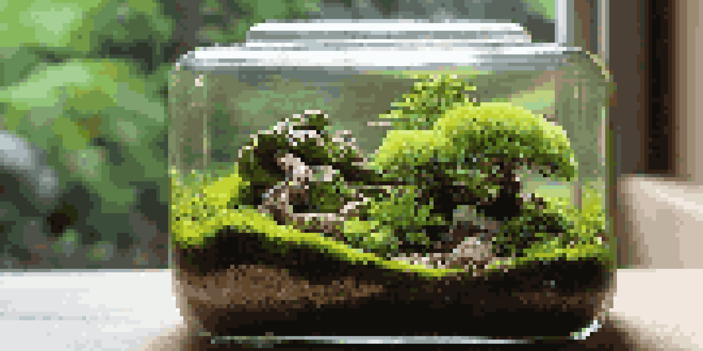 A clear glass bonsai terrarium showcasing a small Juniper bonsai tree, lush green moss, and tiny ferns, illuminated by soft natural light.