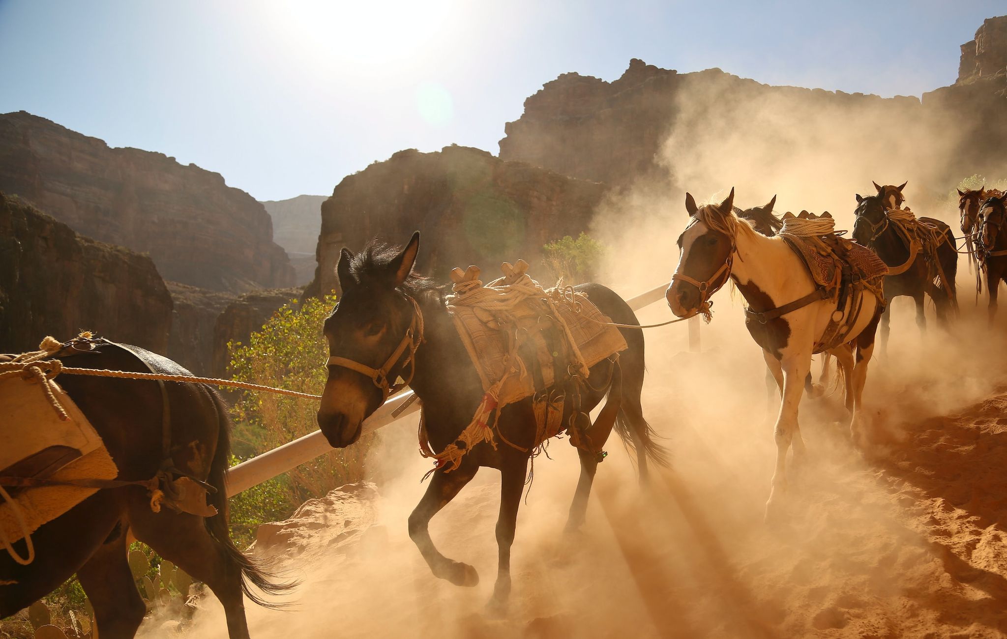 Horses in Supai, AZ