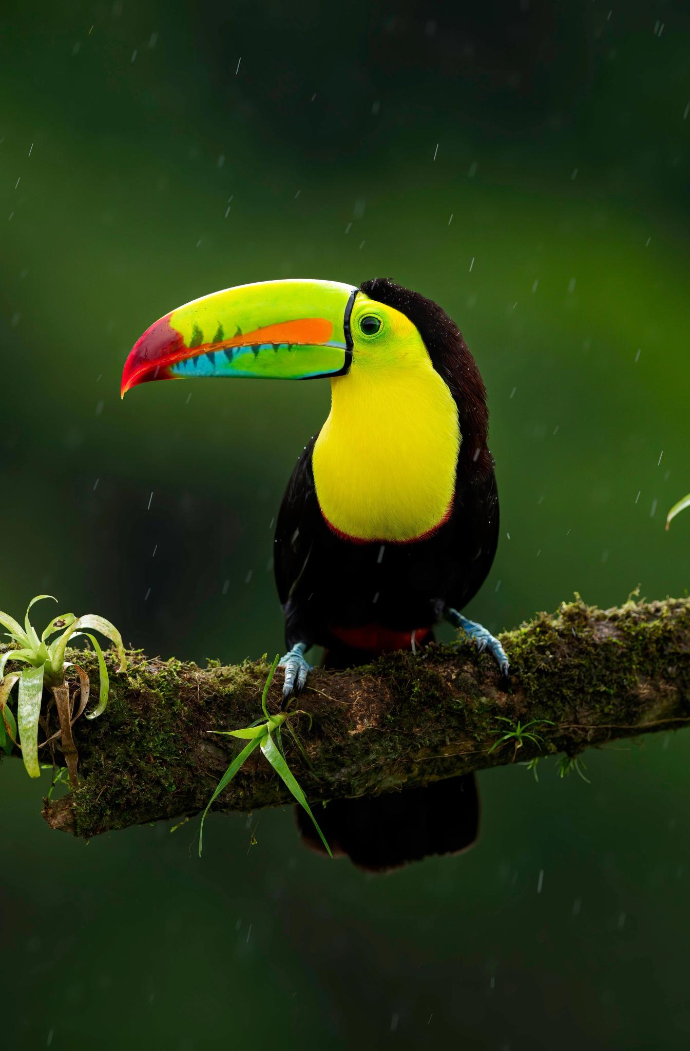 Toucan in the rain