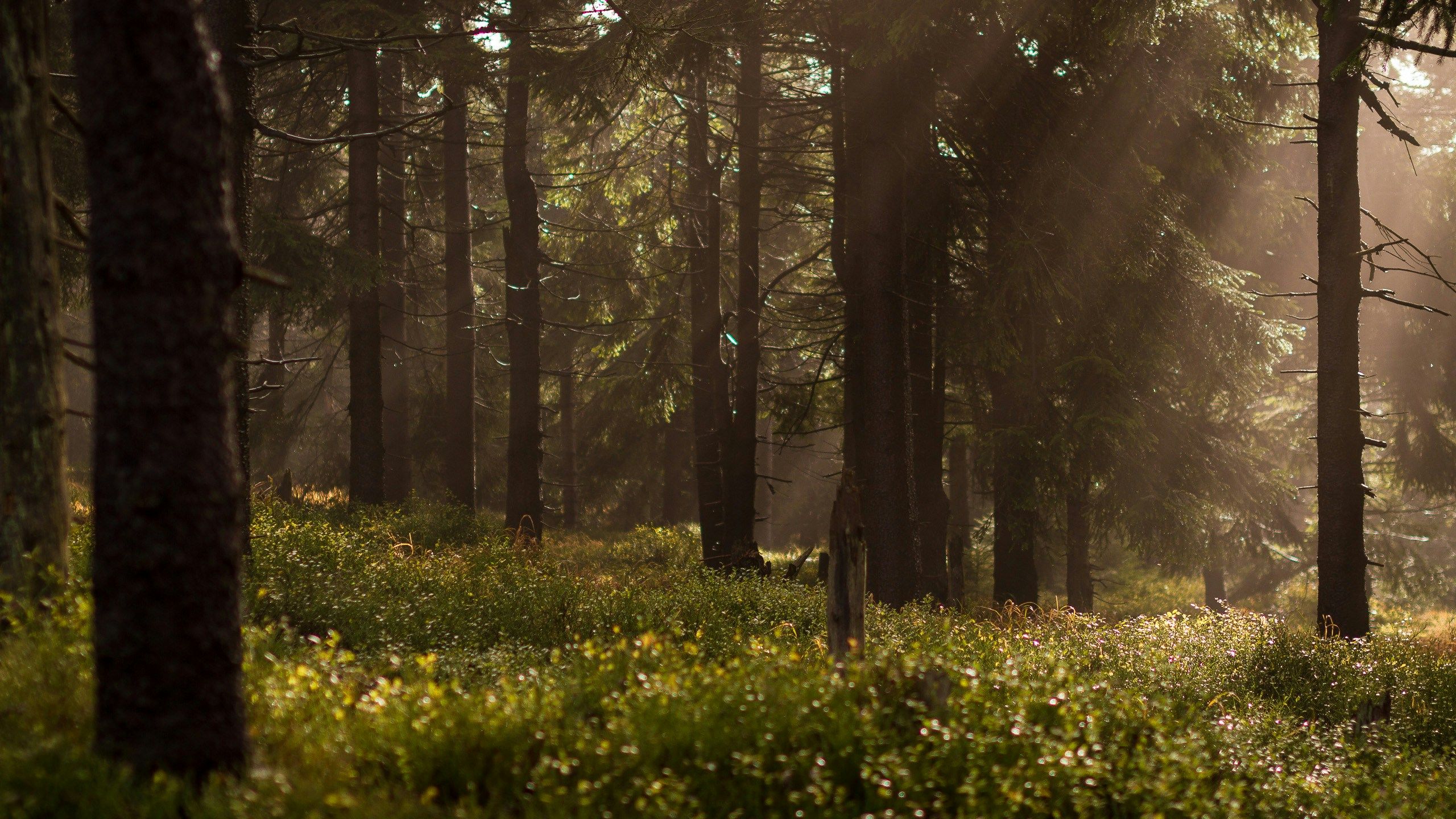 Solstrålar genom en grön skog