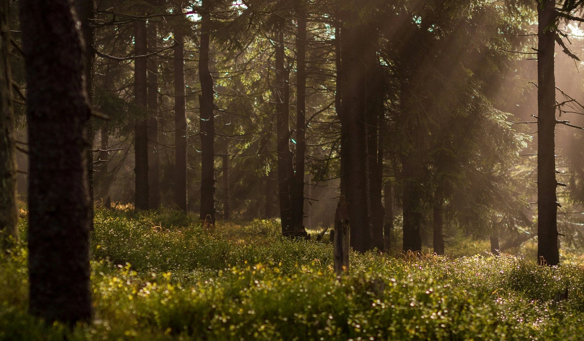 Solstrålar genom en grön skog