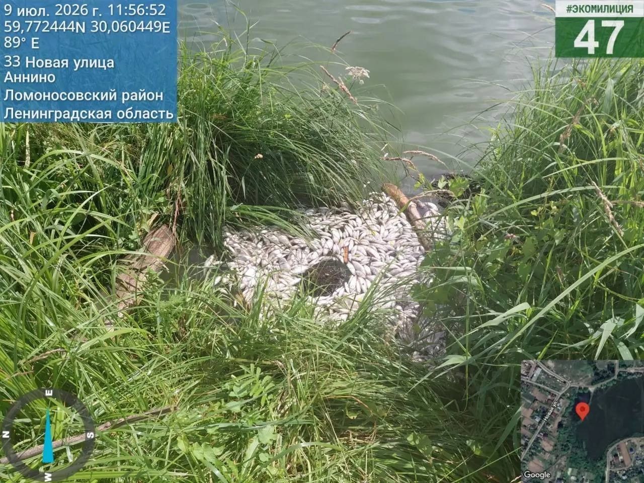 Мертвую рыбу из Аннинского озера нашли на незаконной свалке рядом с домами