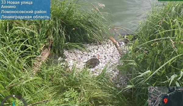 Мертвую рыбу из Аннинского озера нашли на незаконной свалке рядом с домами