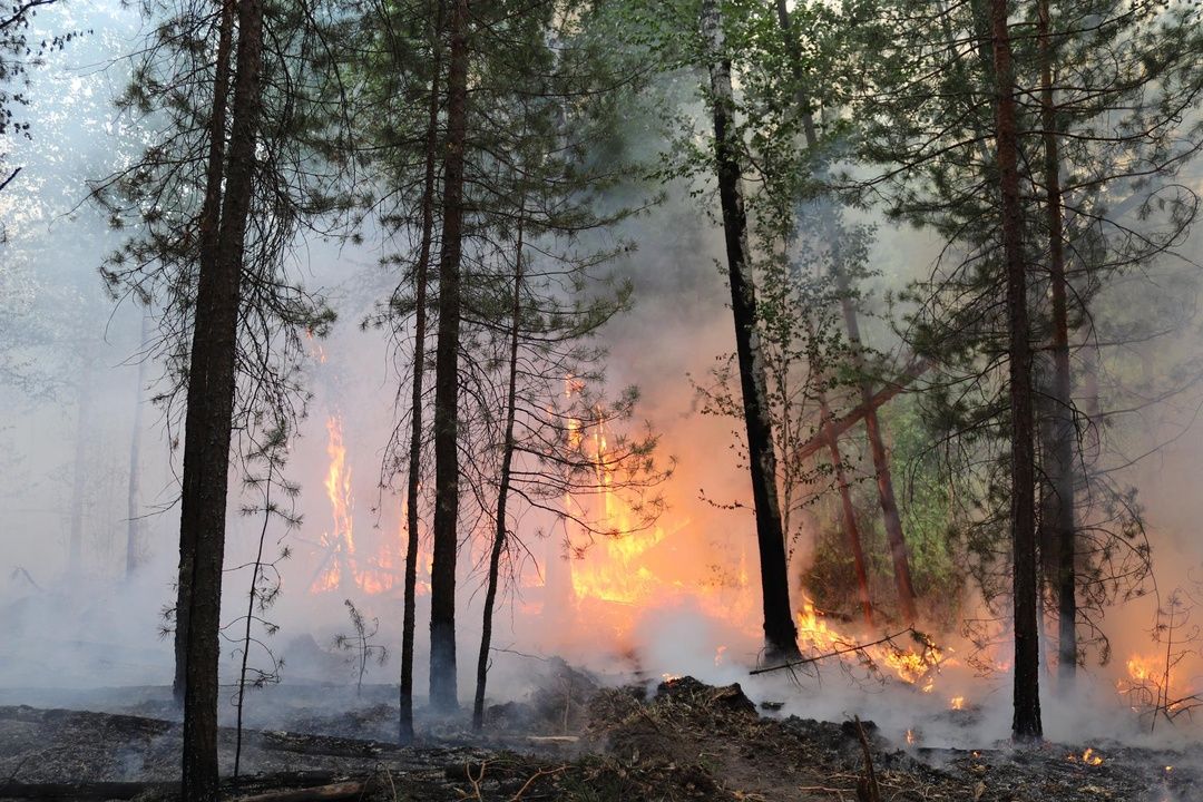 Почти 50 тысяч гектаров охвачено лесными пожарами в ХМАО и ЯНАО
