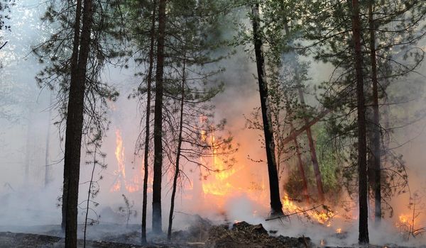 Почти 50 тысяч гектаров охвачено лесными пожарами в ХМАО и ЯНАО