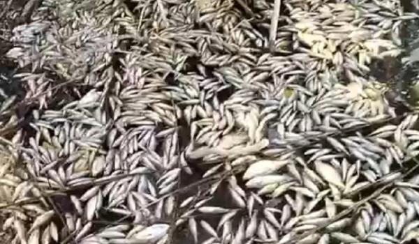 В Волгограде второй год подряд массово гибнет рыба в Ангарском пруду