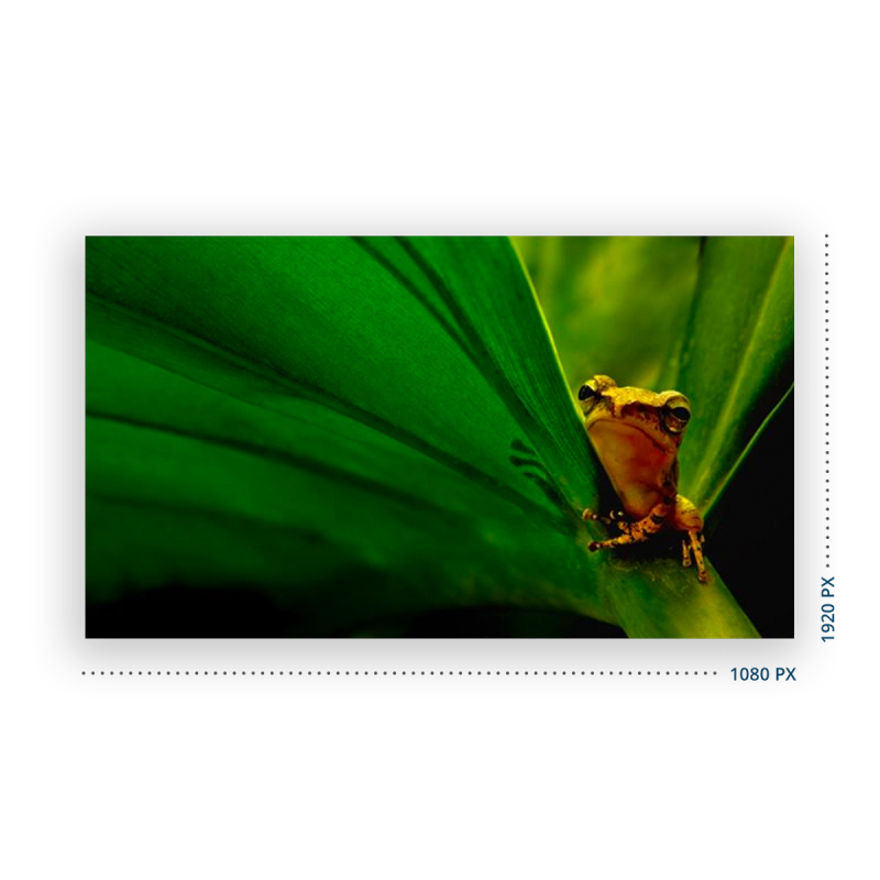 FHD Resolution