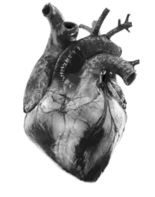 Human Health
