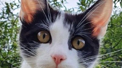 CodingCat.dev tutorial cover image