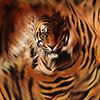 TIGER FACE PRINT