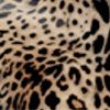 CHEETAH SKIN PRINT