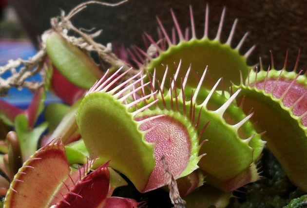 How to Not Be Agile: 3 Classic traps That Will Keep You Stuck Where You Are