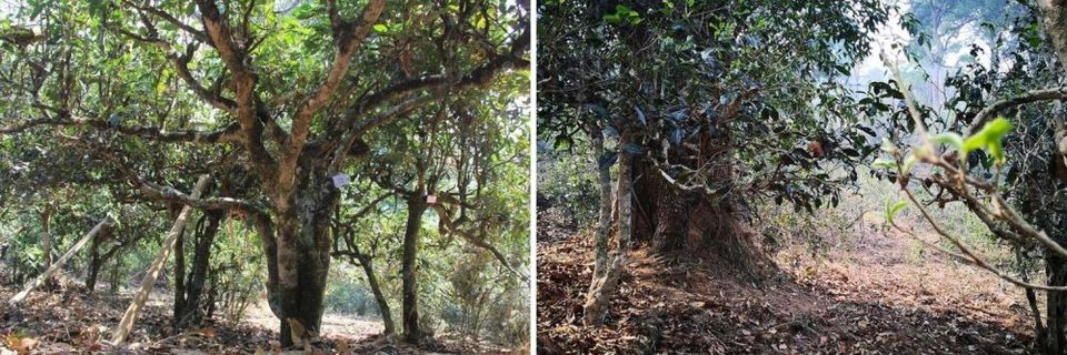 Villages of Nannuo Villages of Nannuo