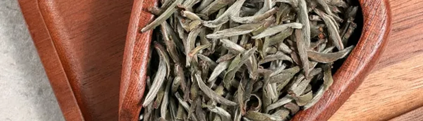 Silver Needle tea