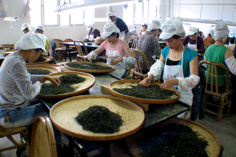 Fujian is the birthplace of white tea