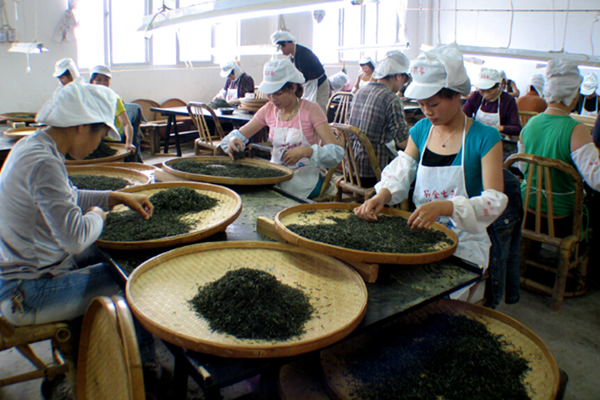 Fujian is the birthplace of white tea Fujian is the birthplace of white tea