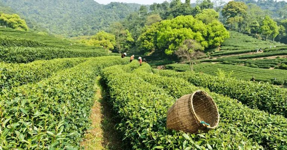 Longjing