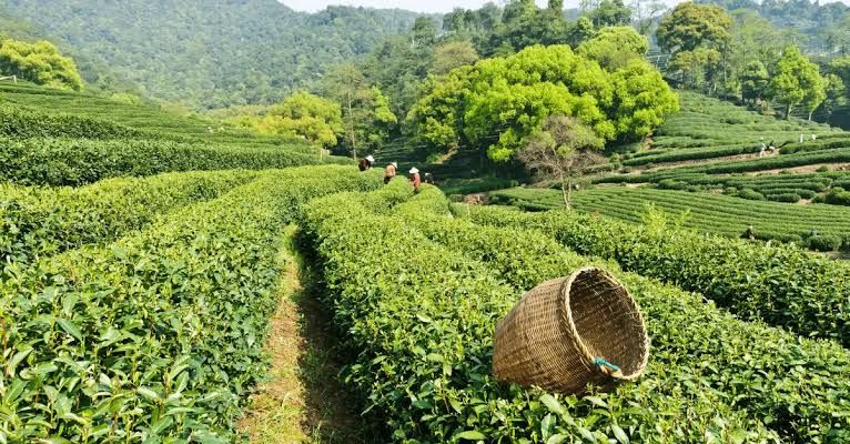 Longjing Longjing