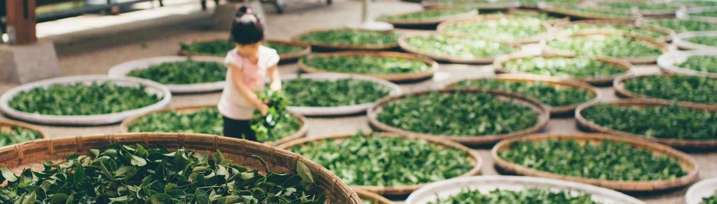 6 Types of Tea in Chinese Tradition
