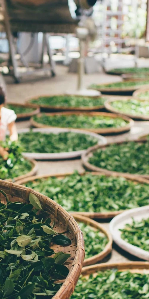 6 Types of Tea in Chinese Tradition